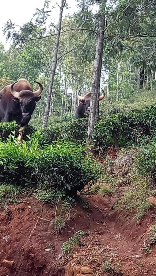 Oak Valley Resorts Kotagiri Eksteriør bilde